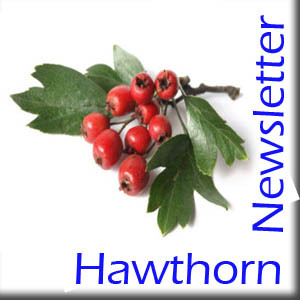 hawthornNewsletter
